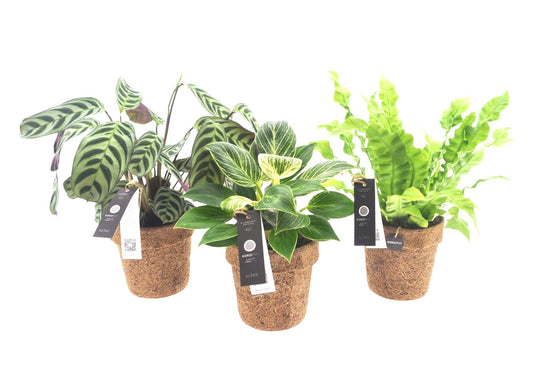 Foliage houseplants mix 30cm 13cm Pot