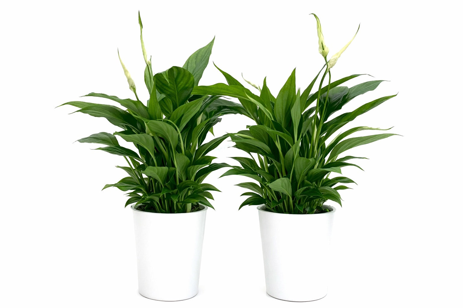 Spathiphyllum Pearl Cupido 35cm 9cm Pot