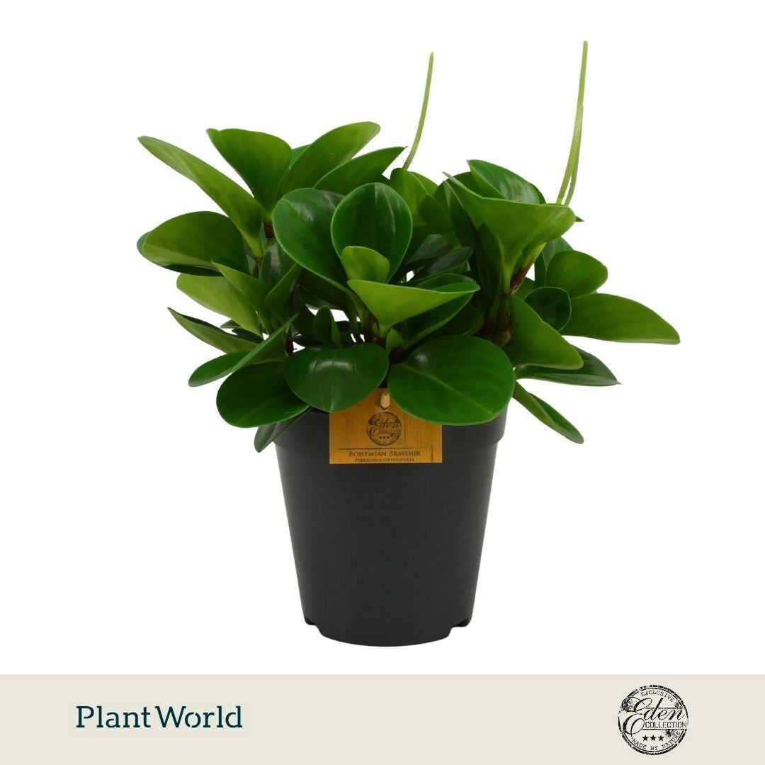 Peperomia obtusifolia Green 30cm 15cm Pot