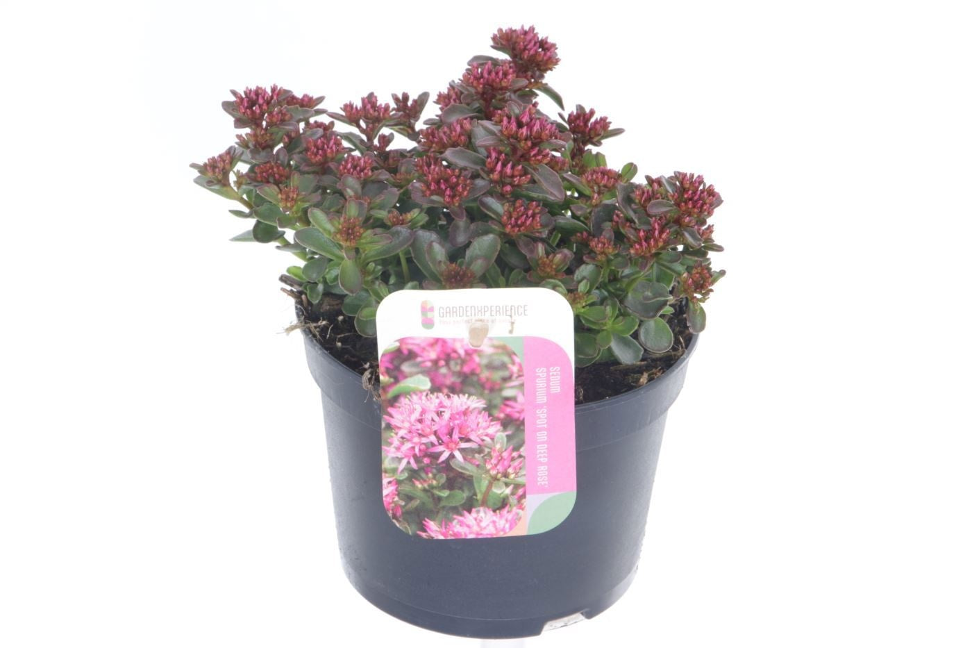 Sedum Spot on Deep Rose 15cm 13cm Pot