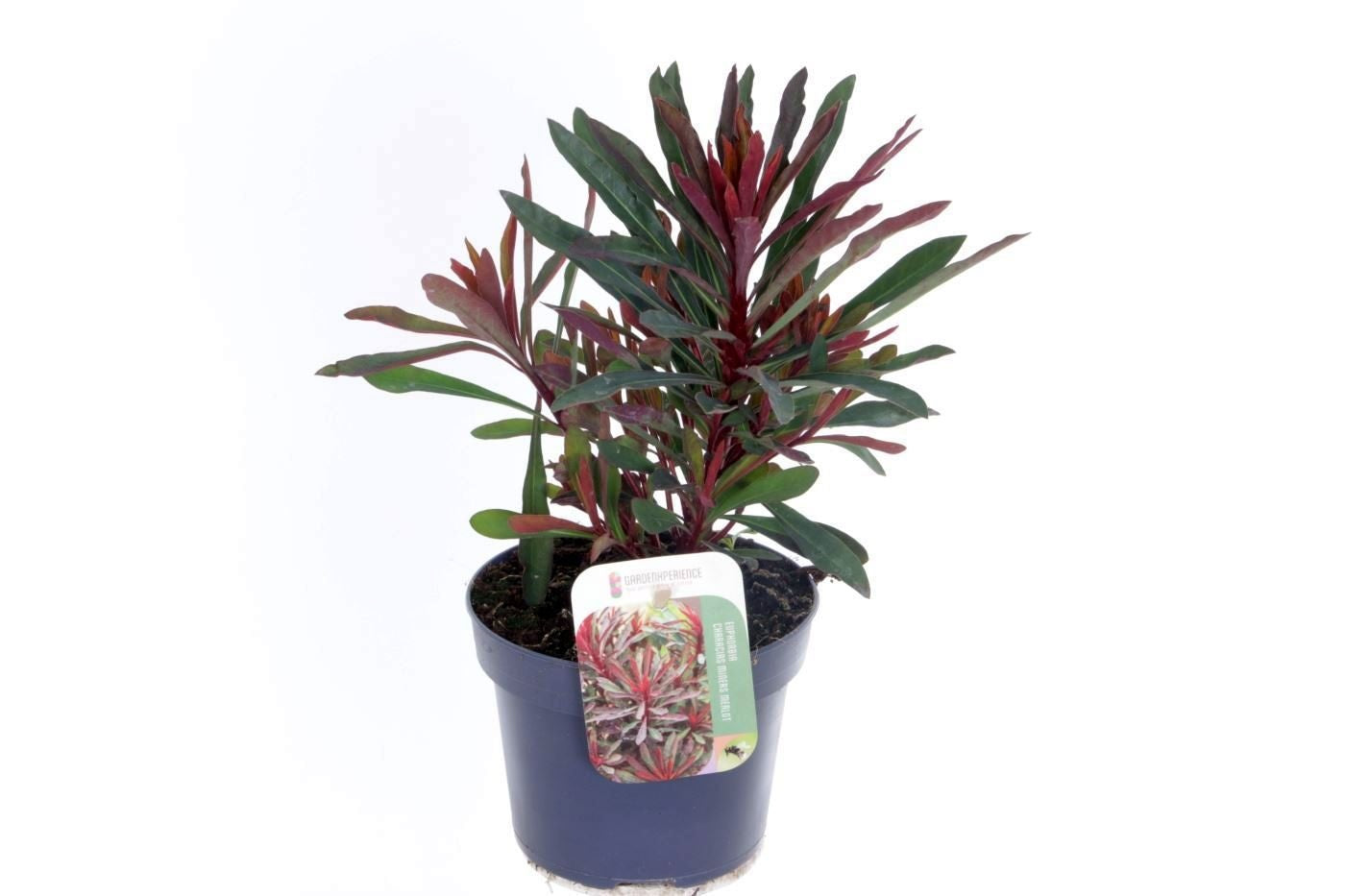 Euphorbia Miner's Merlot 30cm 13cm Pot
