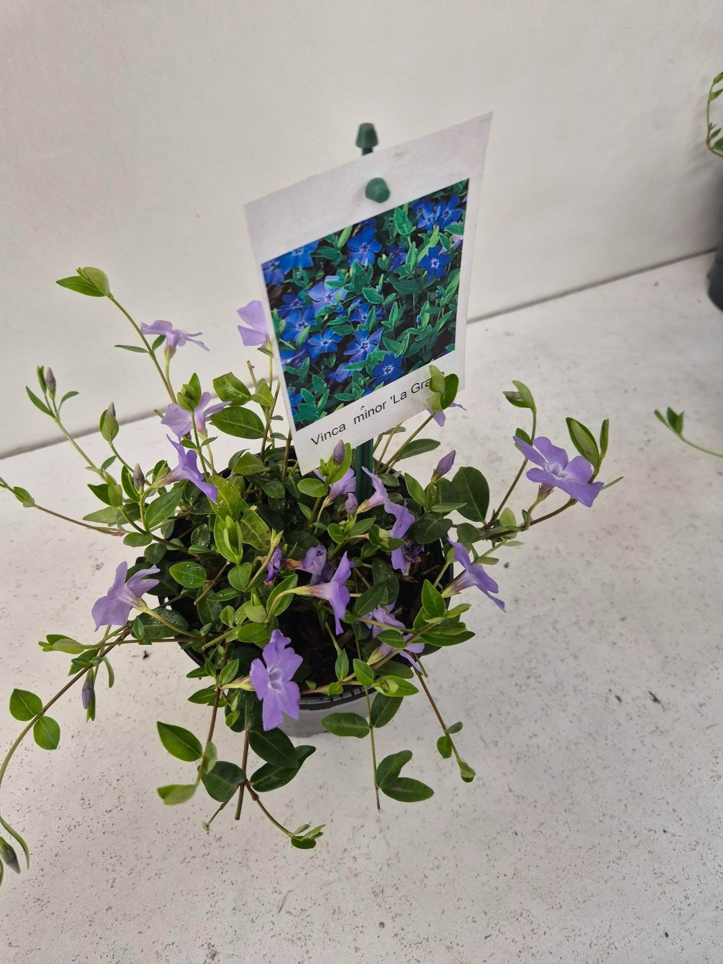 Roessel Tuinpl. VOF, B. v. Vinca min. La Grave Pack of 8