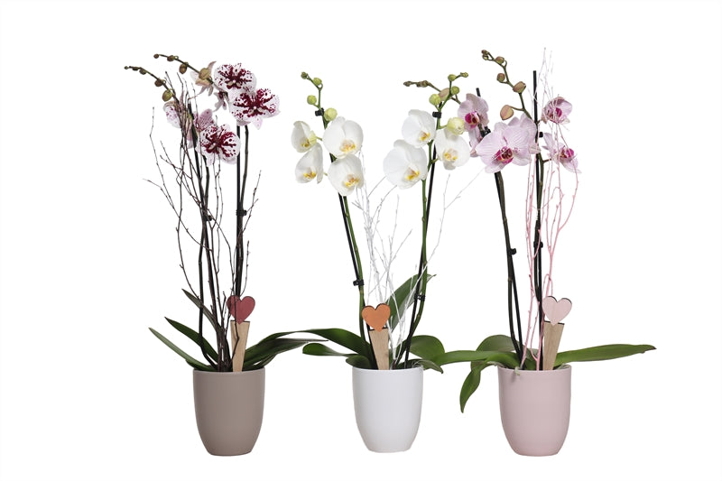 Phalaenopsis mix 55cm 12cm Pot