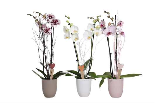 Phalaenopsis mix 55cm 12cm Pot