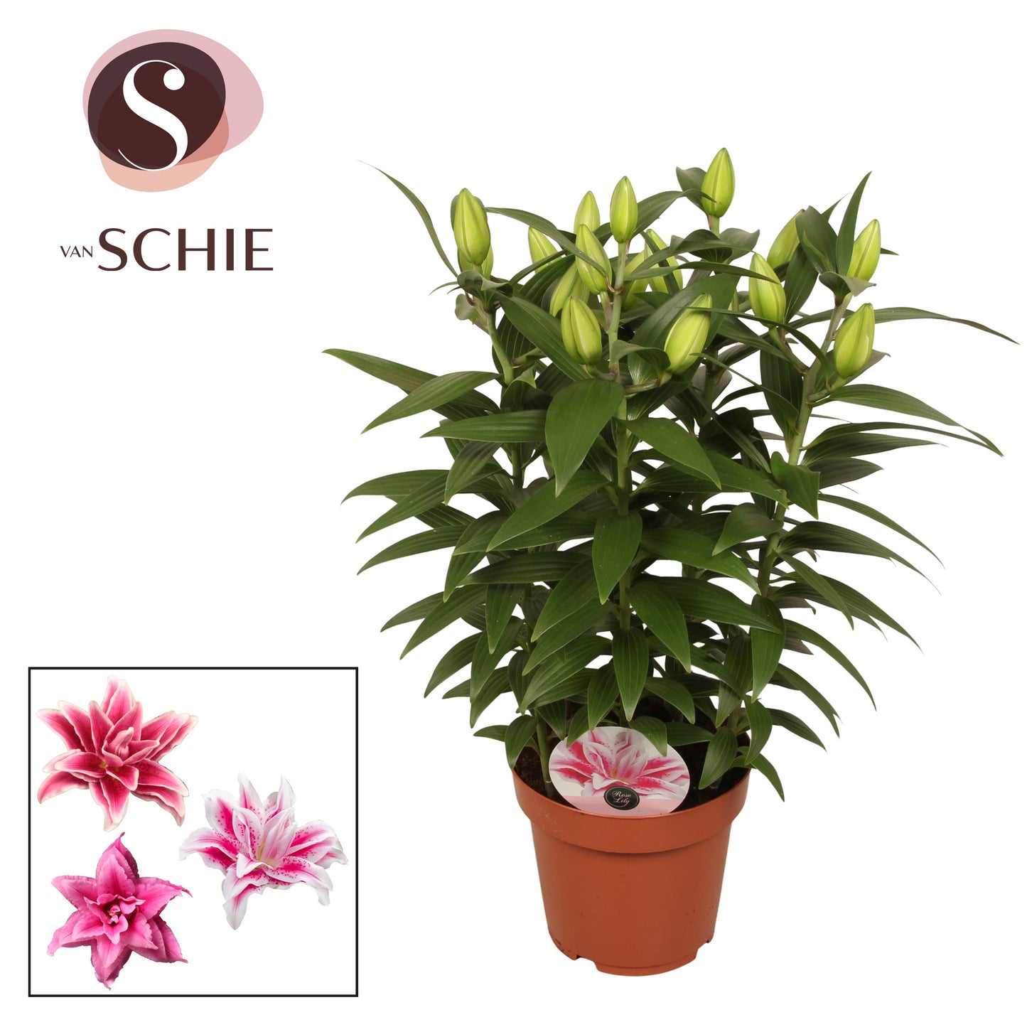 Lilium Roselily Zara 70cm 19cm Pot