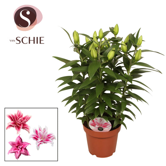 Lilium Roselily Zara 70cm 19cm Pot
