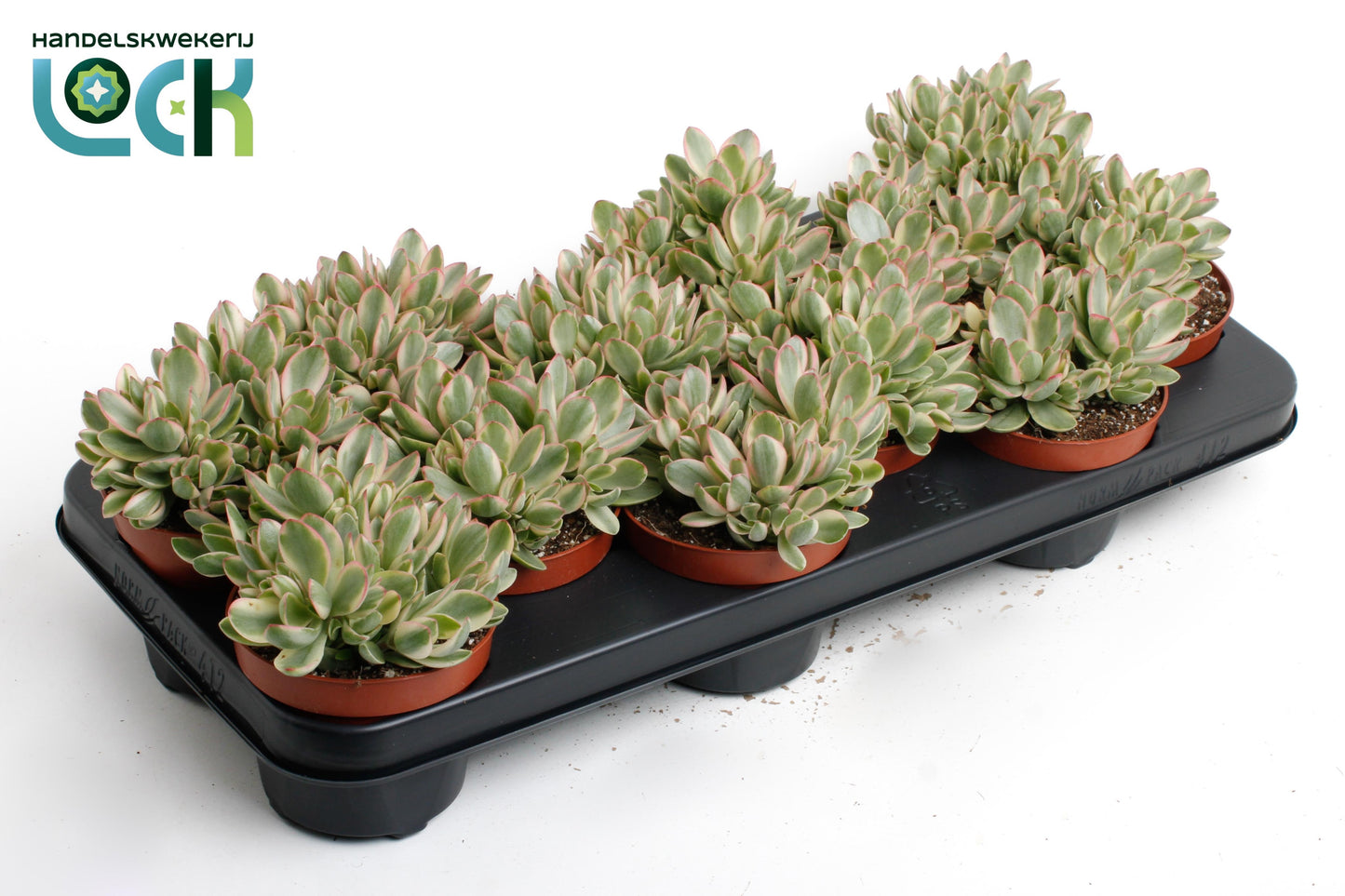 Crassula Money Maker Variegata 12cm 510cm Pot
