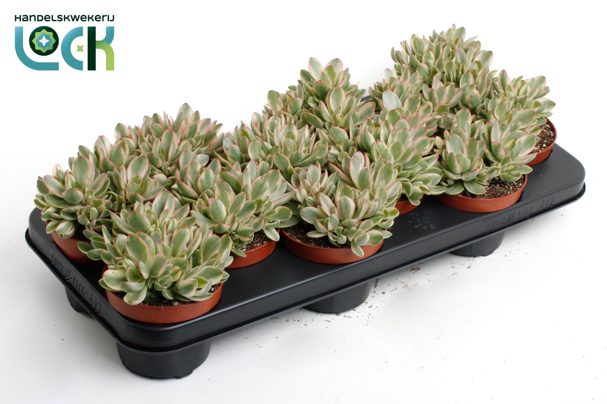 Crassula Money Maker Variegata 12cm 510cm Pot