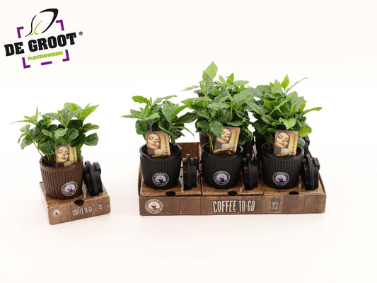 arr.  Plants 20cm 9cm Pot
