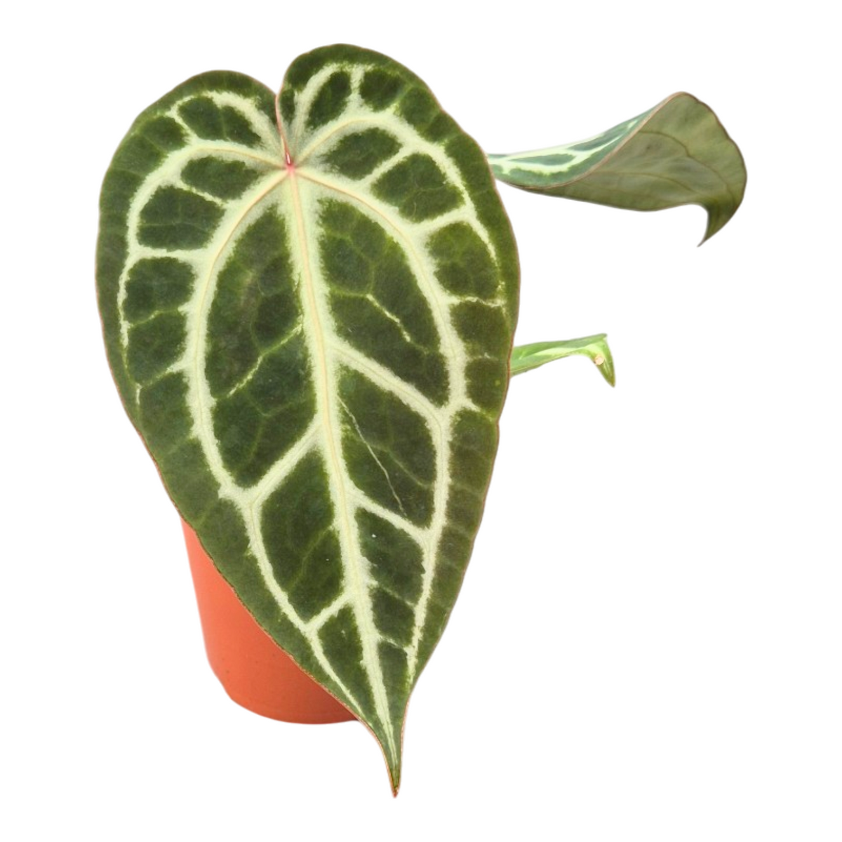 Anthurium andraeanum 10cm 9cm Pot