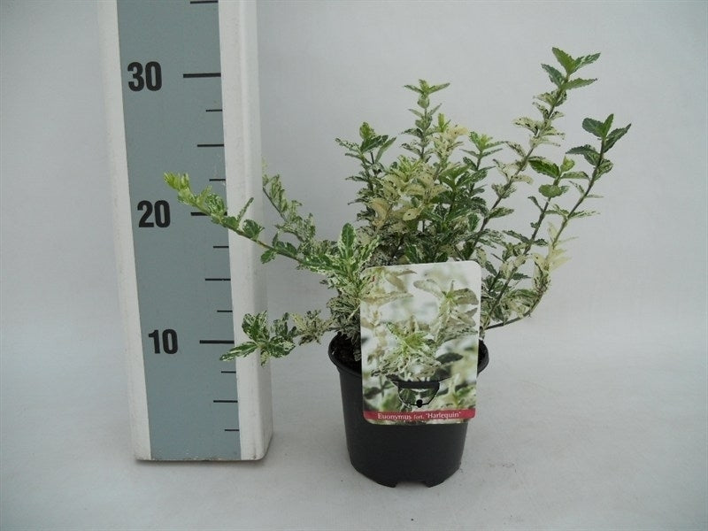 Euonymus Harlequin 25cm 13cm Pot