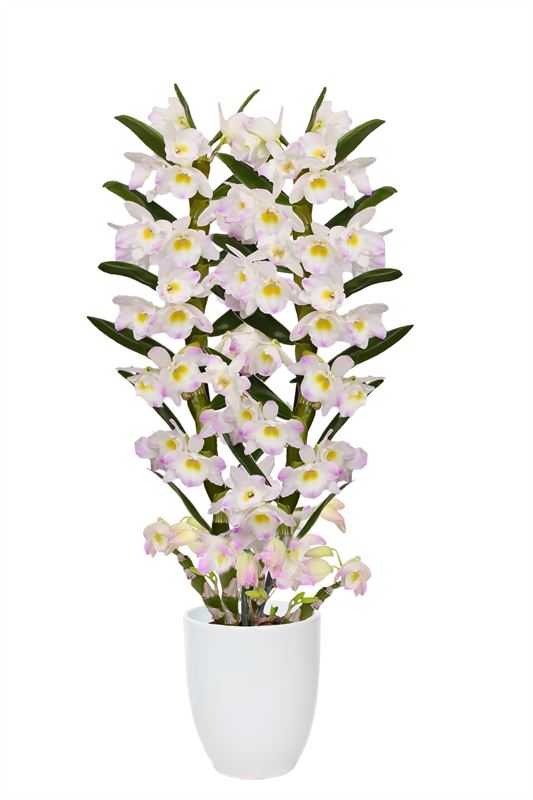 Dendrobium nobile Llilac 50cm 12cm Pot