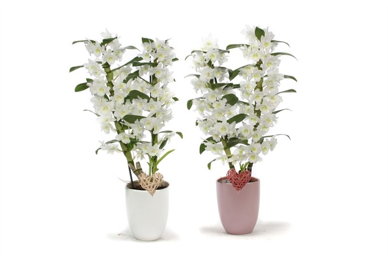 Dendrobium Apollon 50cm 12cm Pot