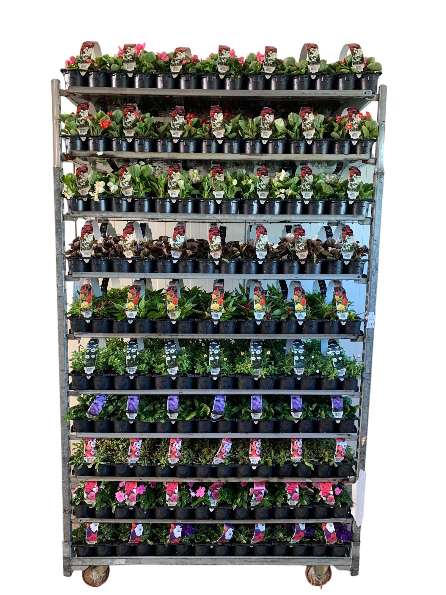 Annual plants mix 11cm 9cm Pot