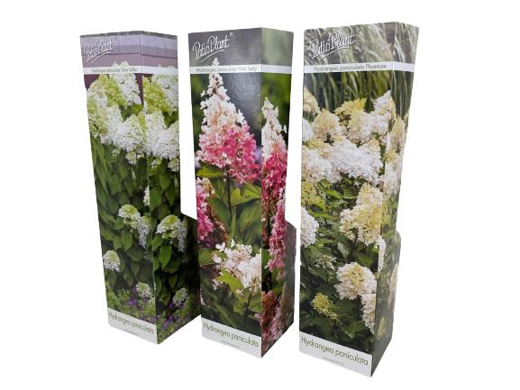 Valk BV Patioplant Hydrangea pan. Magical Summer Pack of 20