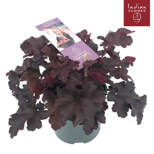 Heuchera ind. Summer Black 25cm 12cm Pot
