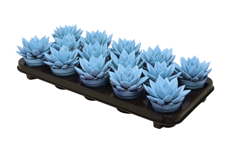 Echeveria colored blue 11cm 8.5cm Pot