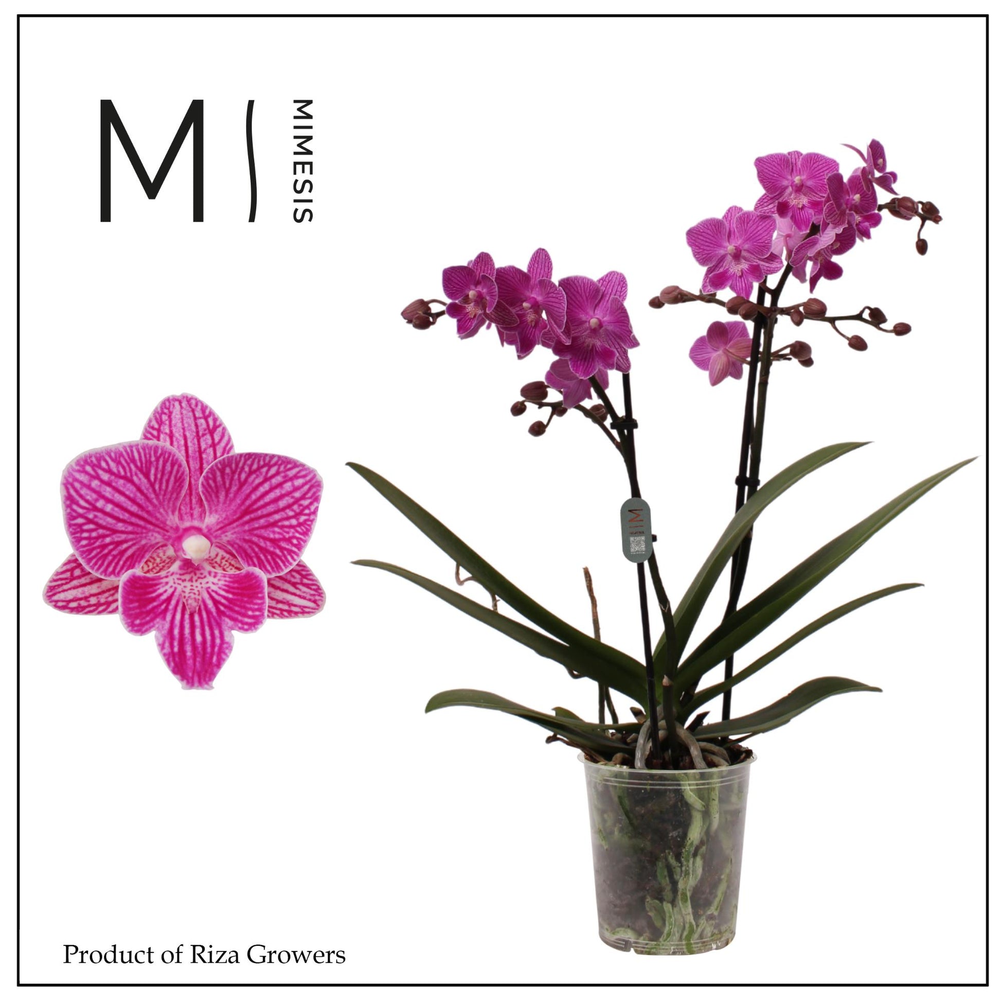 Phalaenopsis mf. Cassion 50cm 12cm Pot