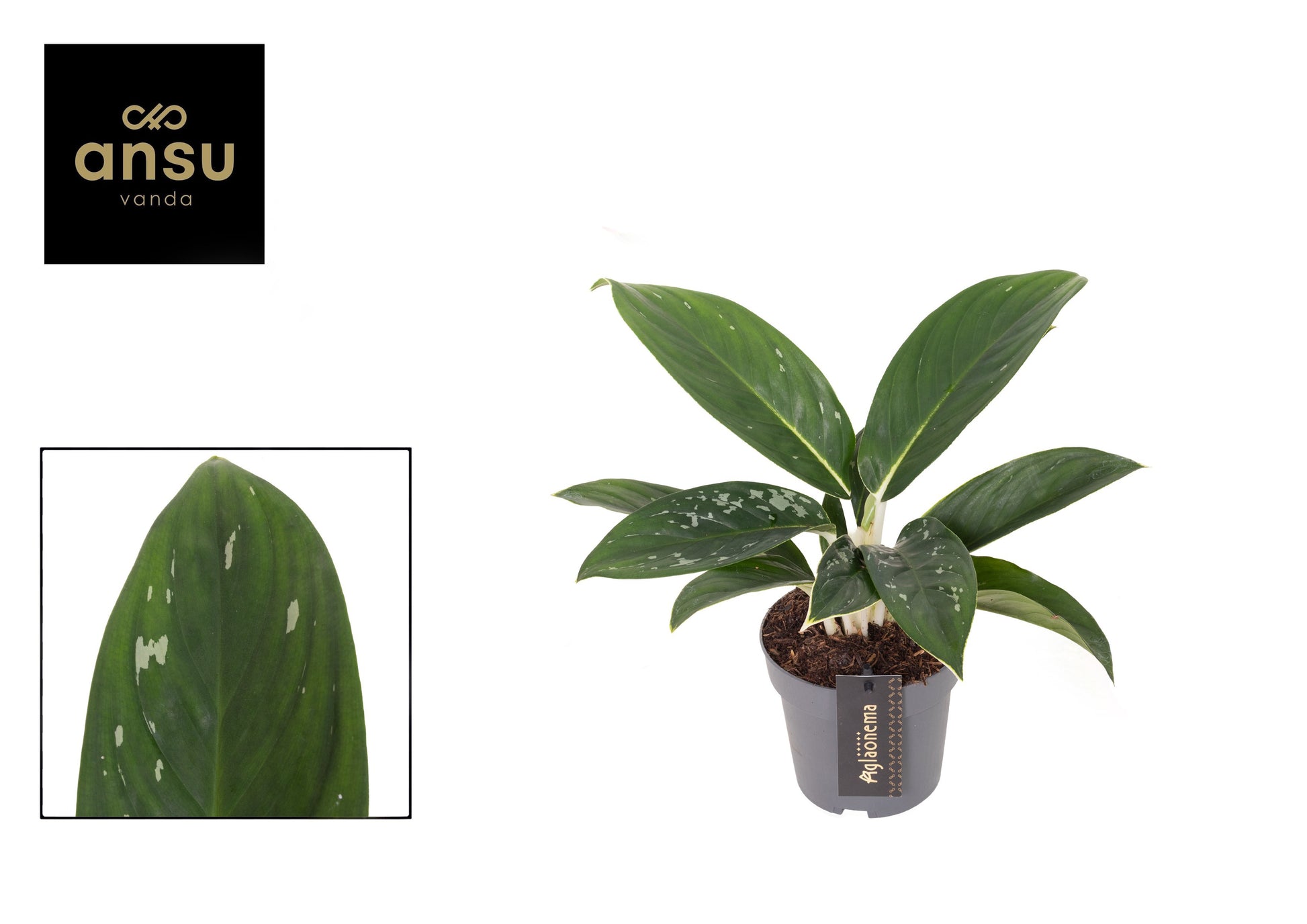 Aglaonema Hybrid 30cm 12cm Pot