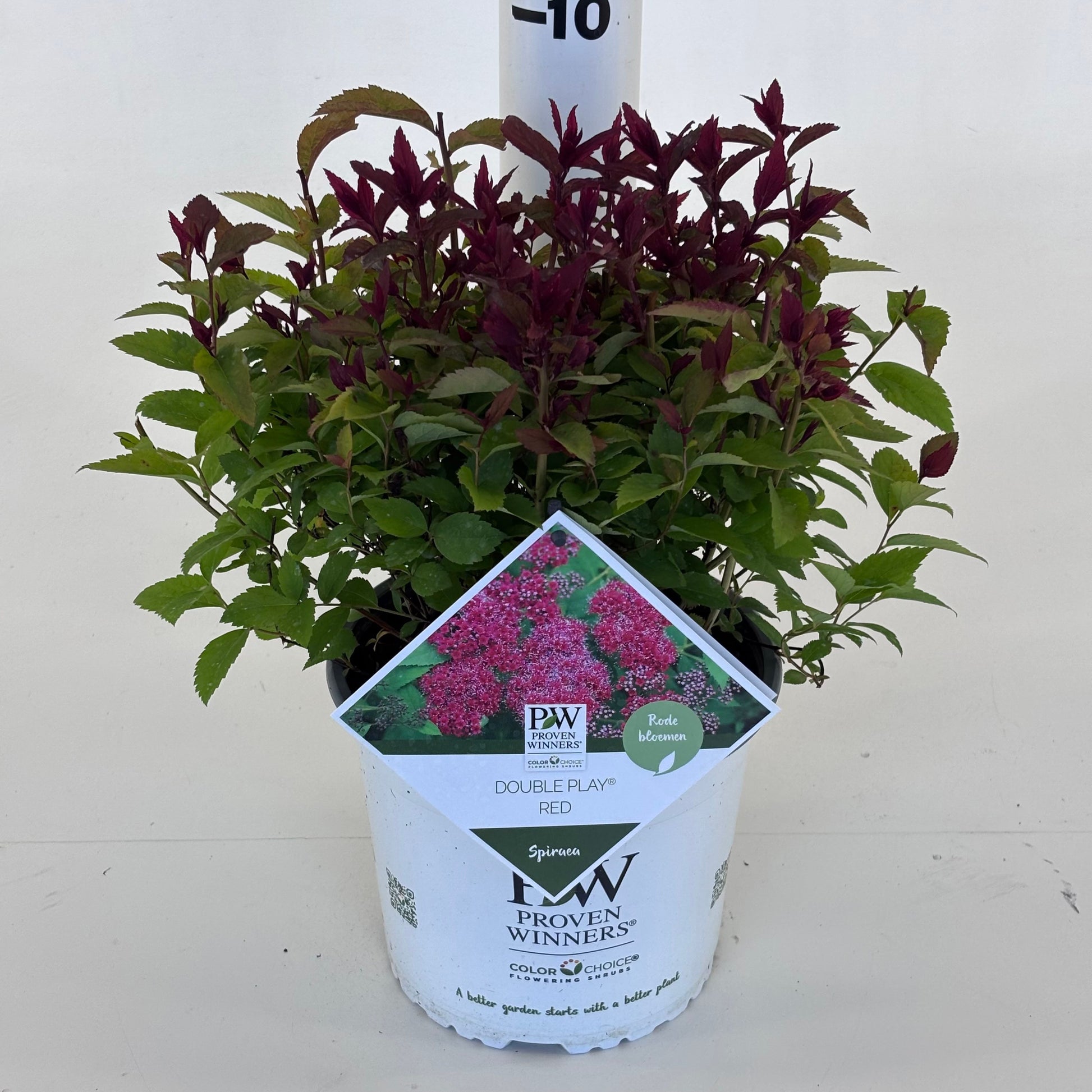 Spiraea japonica Double Play red 20cm 19cm Pot