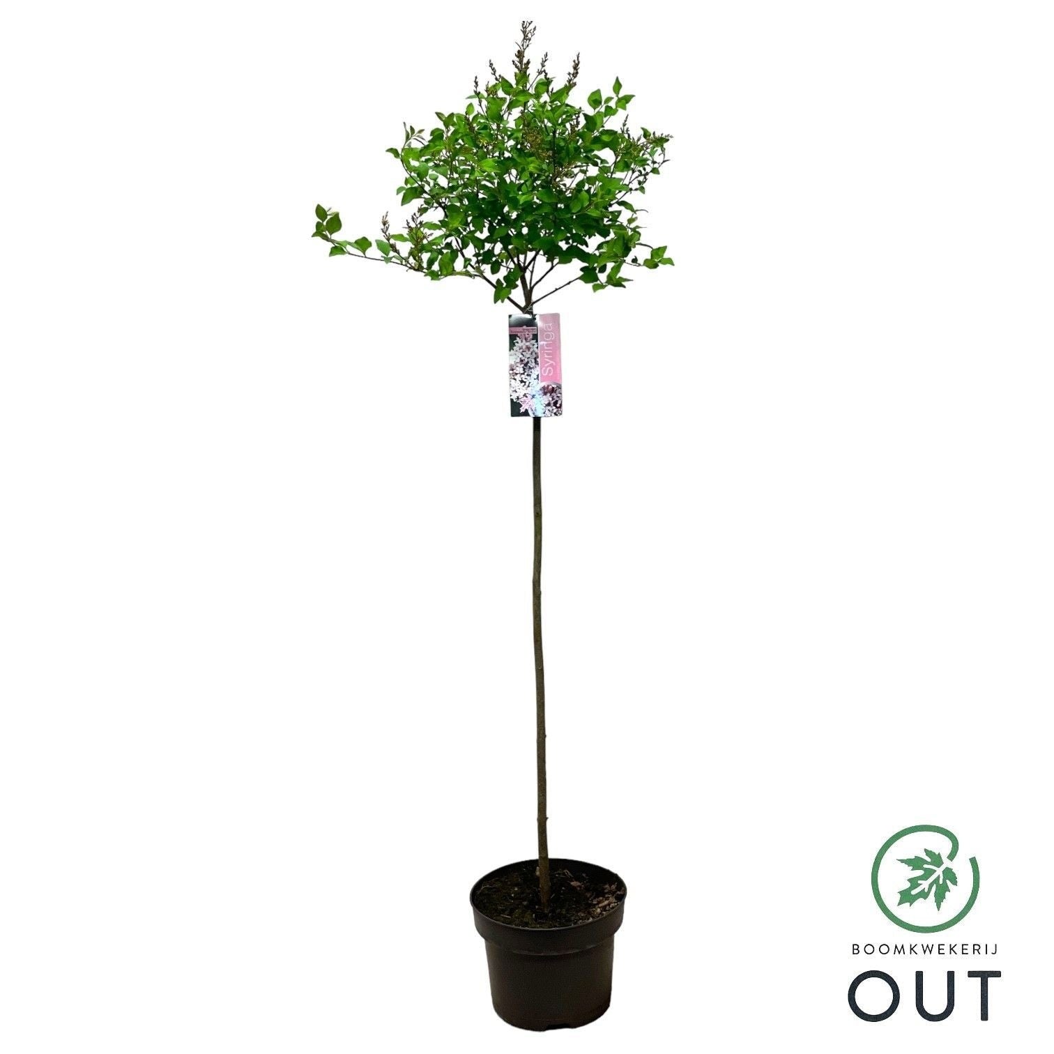 Syringa Hybrid 100cm 19cm Pot