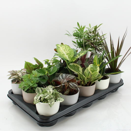 Houseplants mix in ceramic pots 35cm 10cm Pot