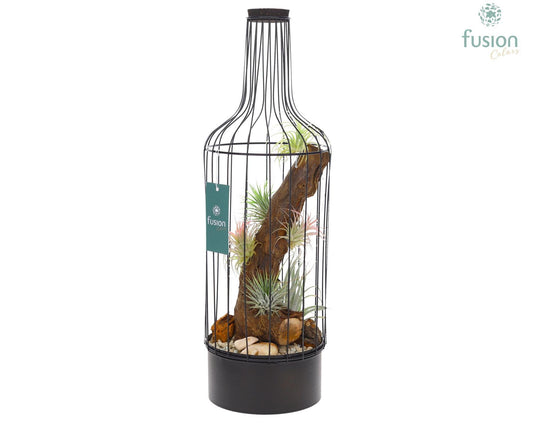 arr. Tillandsia 55cm 15cm Pot
