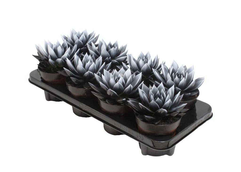 Echeveria Miranda 15cm 12cm Pot