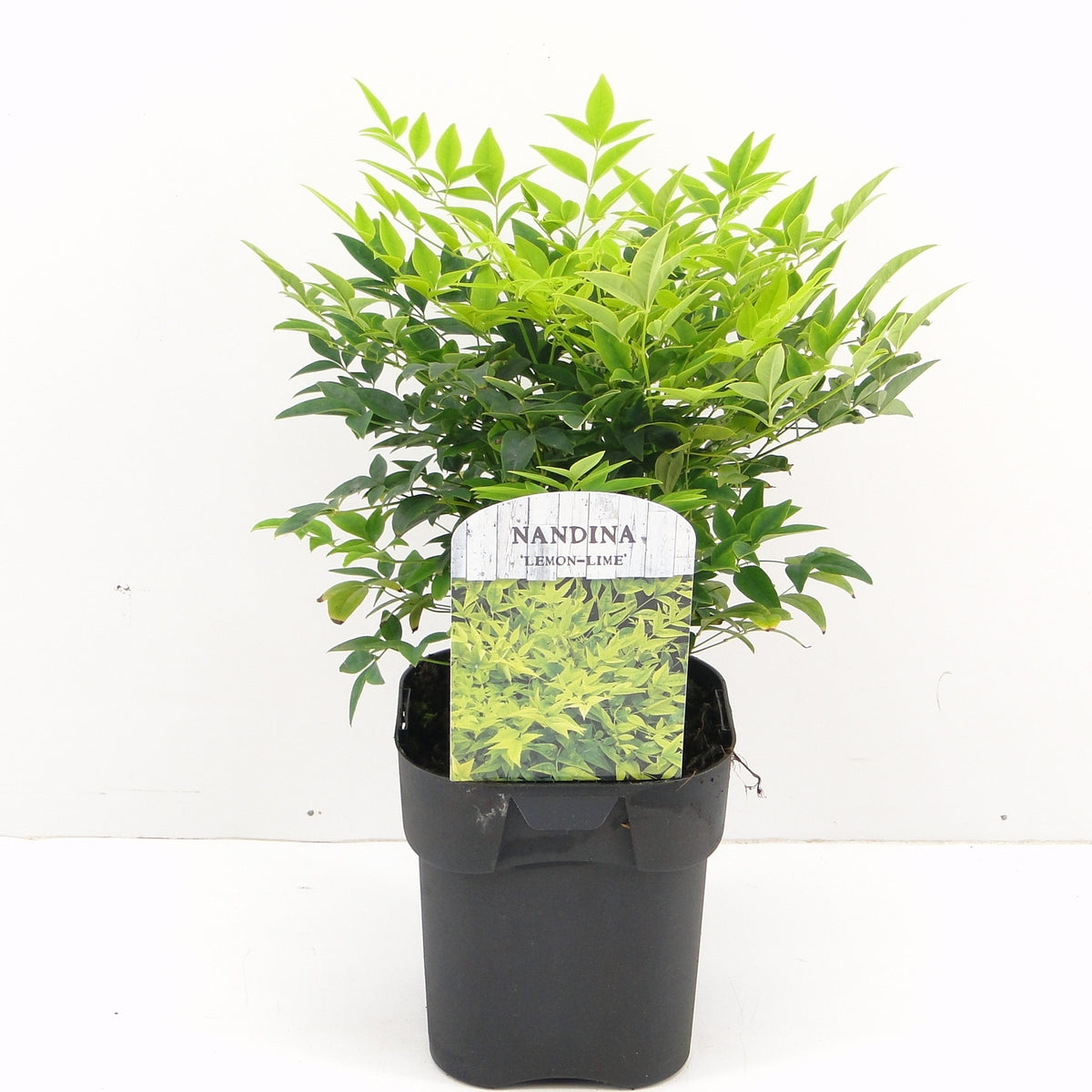 Nandina domestica 27cm 17cm Pot