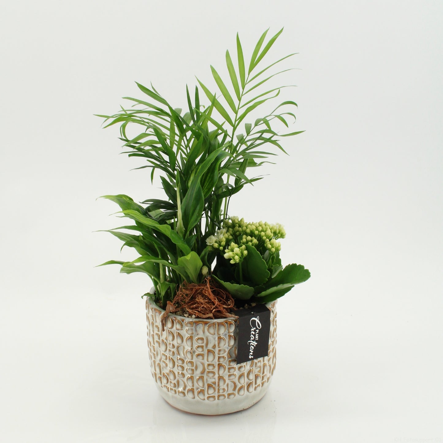 Indoor flowering arrangement 40cm 14cm Pot