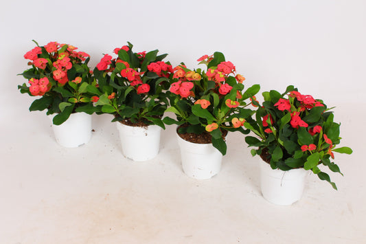 Euphorbia milii Vulcanus 22cm 12cm Pot