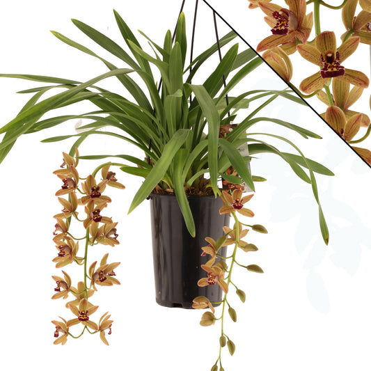 Cymbidium Indian Summer 60cm 14cm Pot