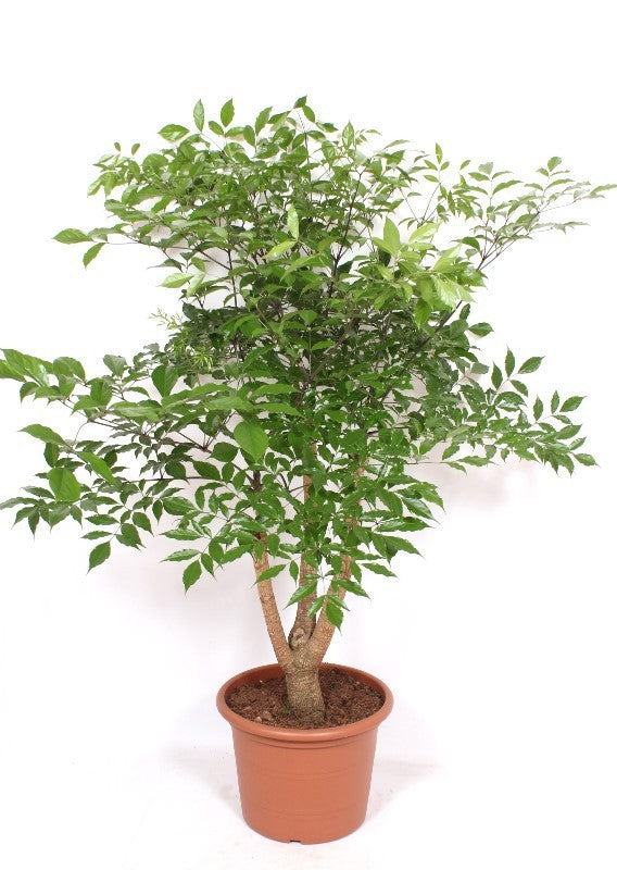 Heteropanax chinensis 180cm 45cm Pot