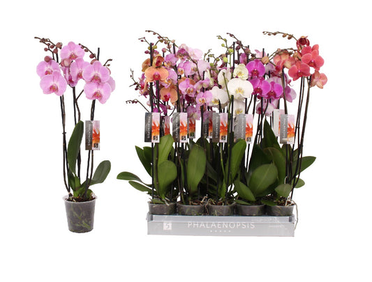 Phalaenopsis color mix 70cm 12cm Pot
