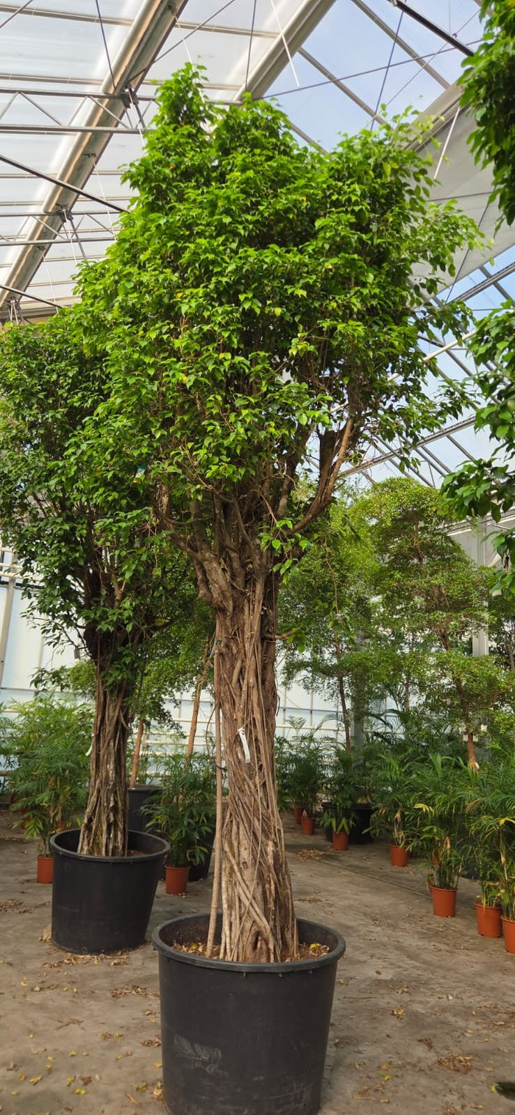 Ficus benjamina 550cm 96cm Pot