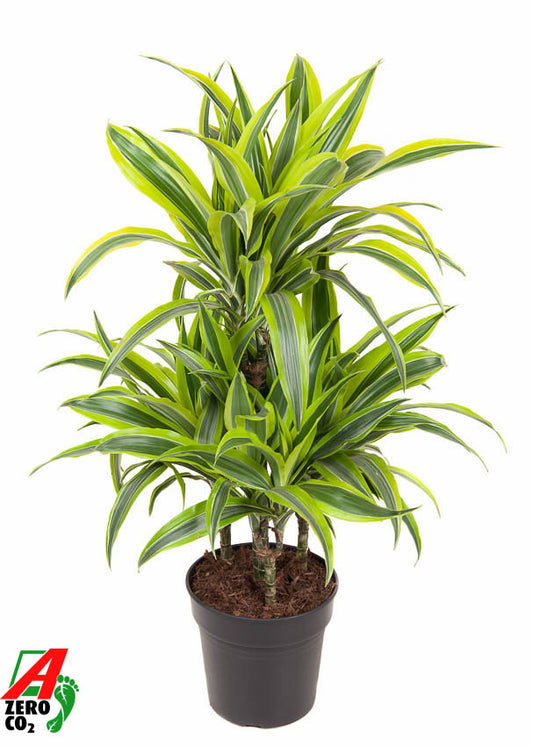 Dracaena fragrans Lemon Lime 80cm 21cm Pot