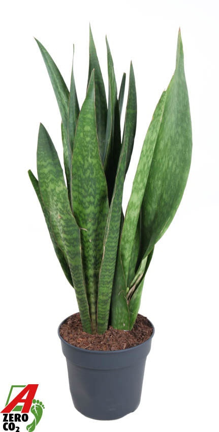 Sansevieria 130cm 34cm Pot