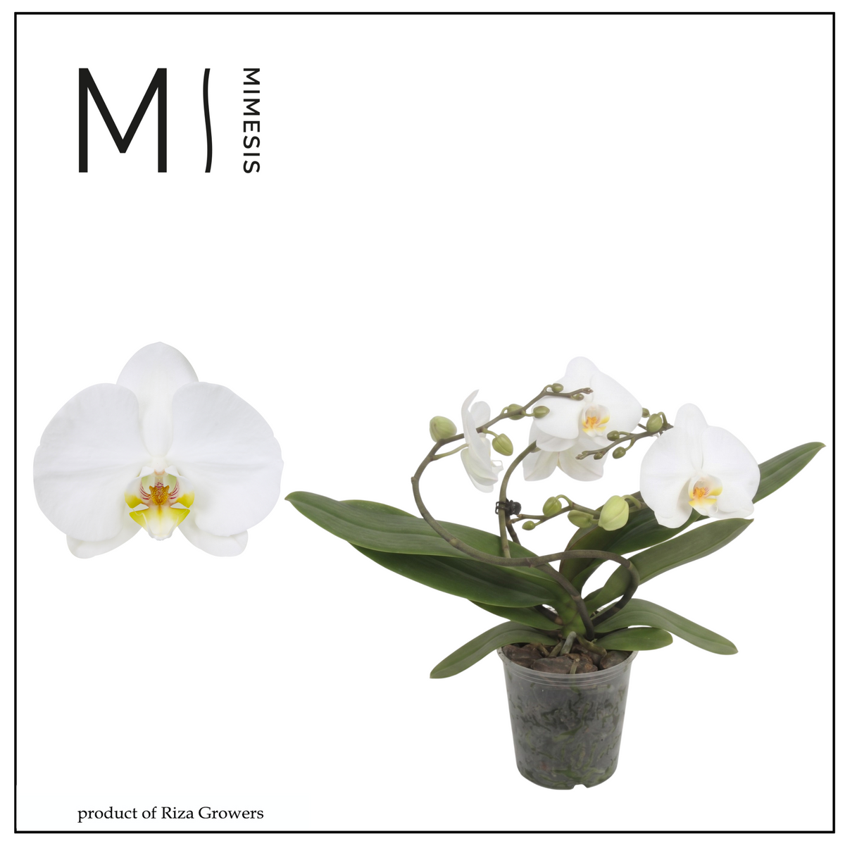 Phalaenopsis Muse White 35cm 12cm Pot