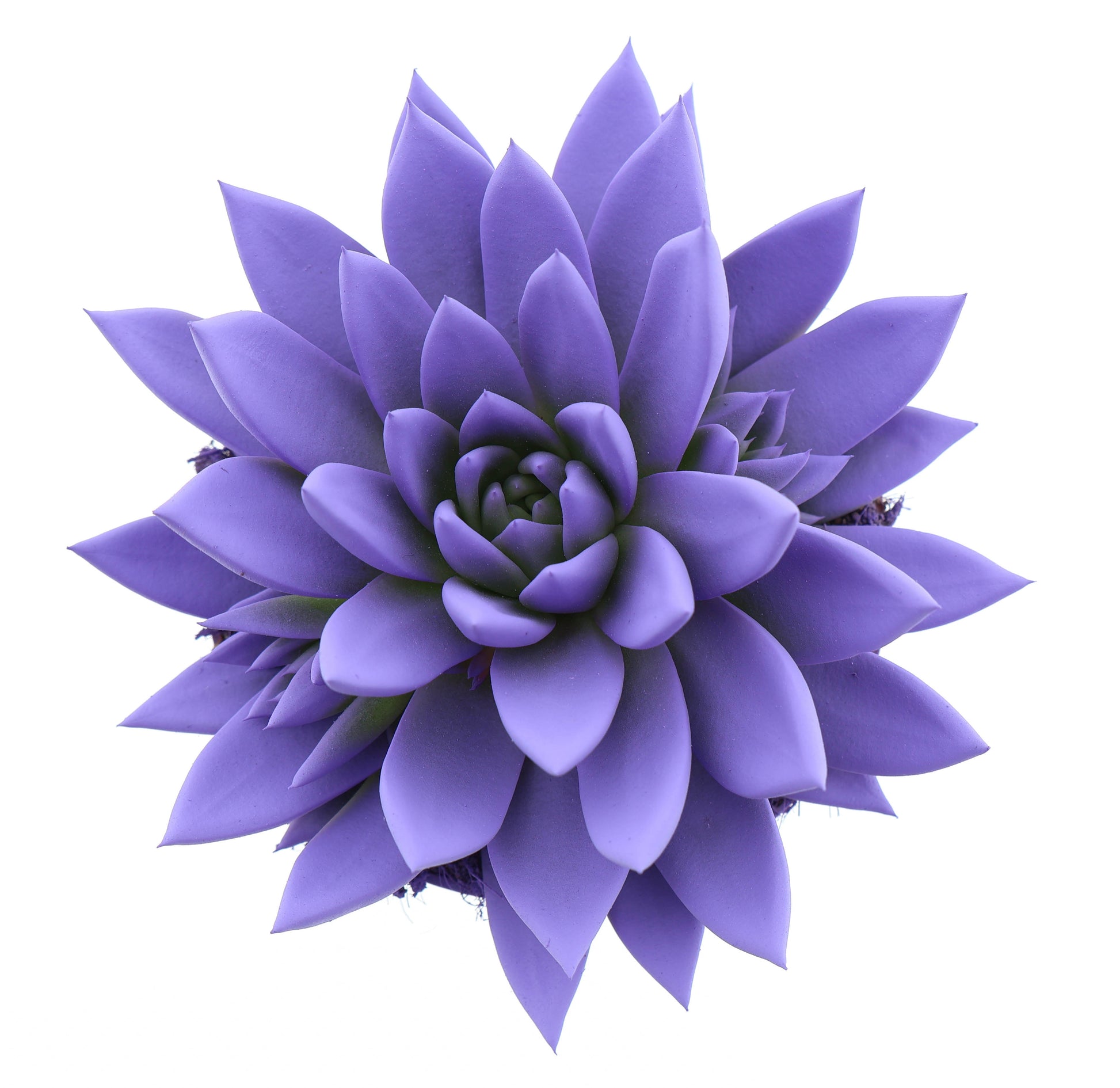 Rainbow dark milka 15cm 12cm Pot