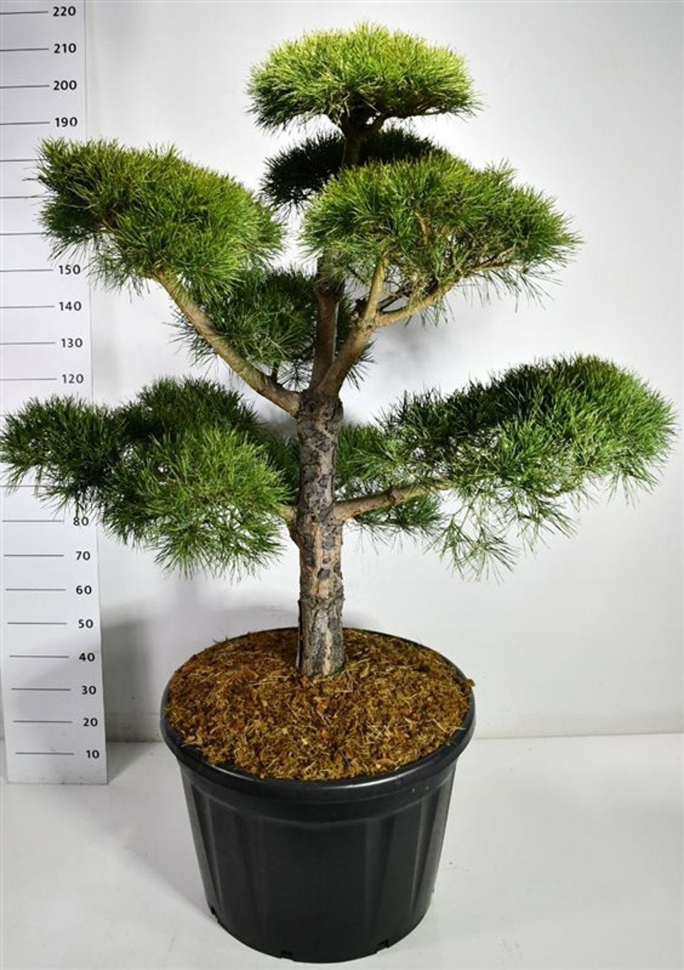 Pinus sylvestris 210cm 80cm Pot