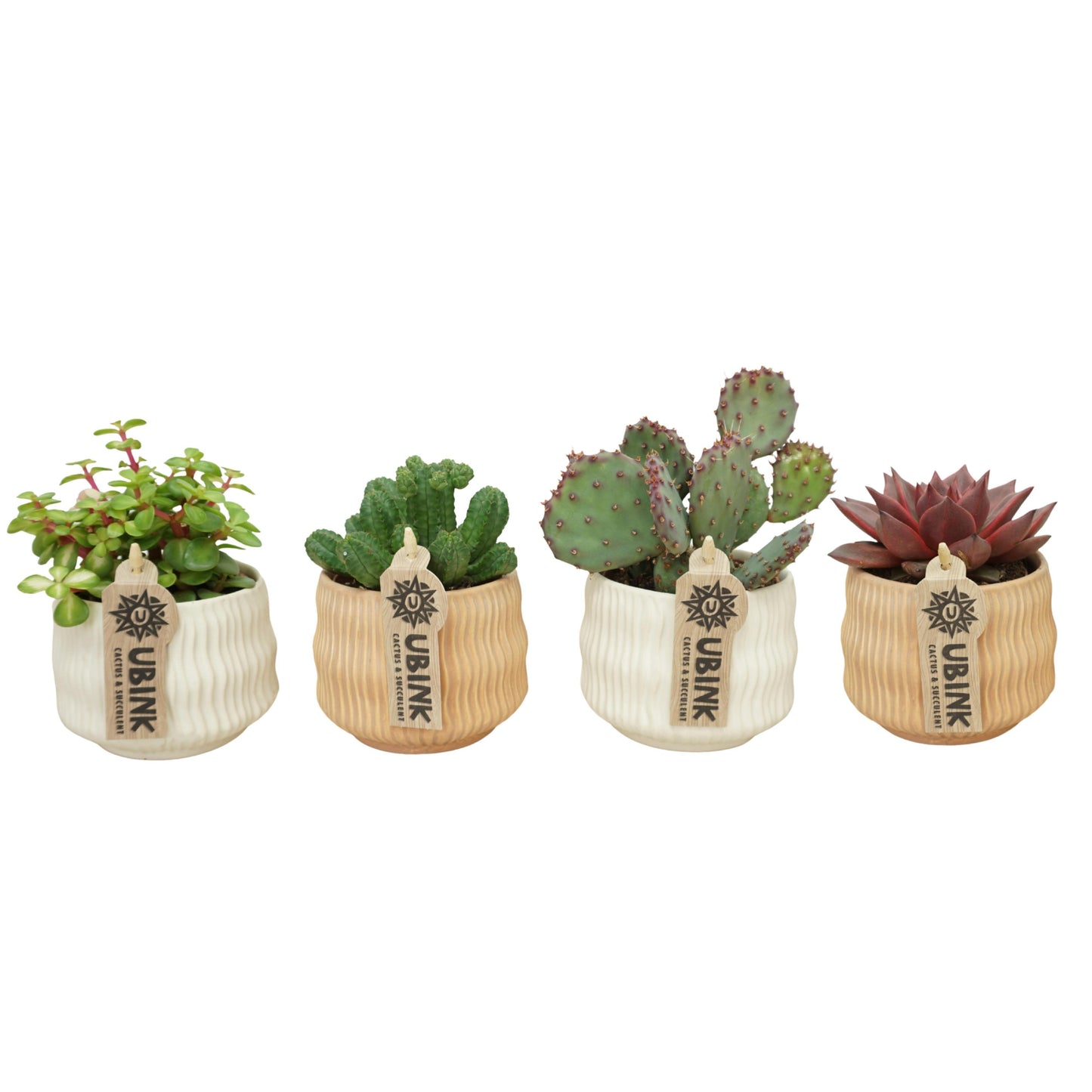Cactus + Succulent mix 15cm 8.5cm Pot