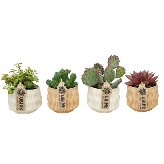 Cactus + Succulent mix 15cm 8.5cm Pot