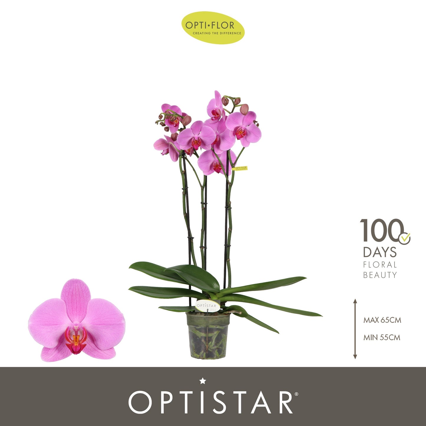 Phalaenopsis pink 60cm 12cm Pot