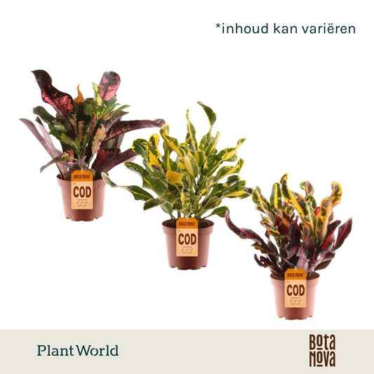 Plantworld Jogrow Codiaeum mix Pack of 6