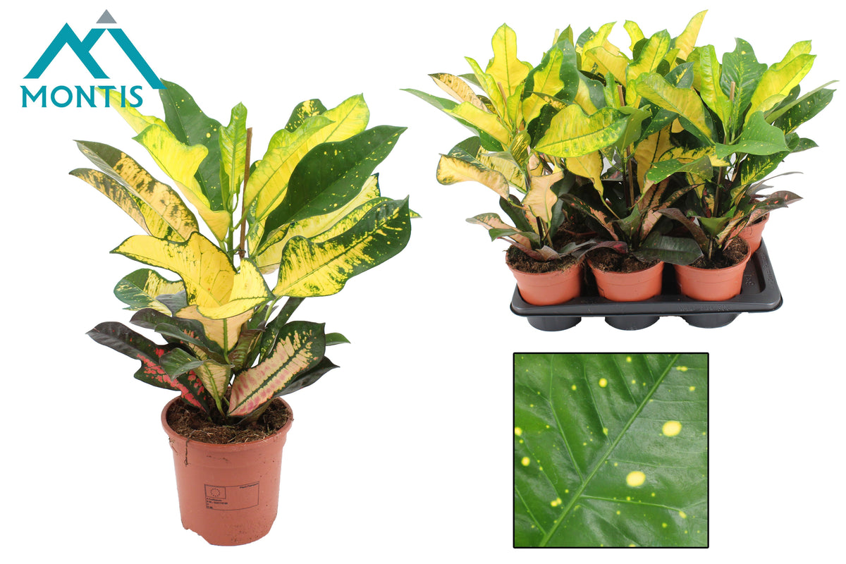 Codiaeum Wilma 60cm 17cm Pot