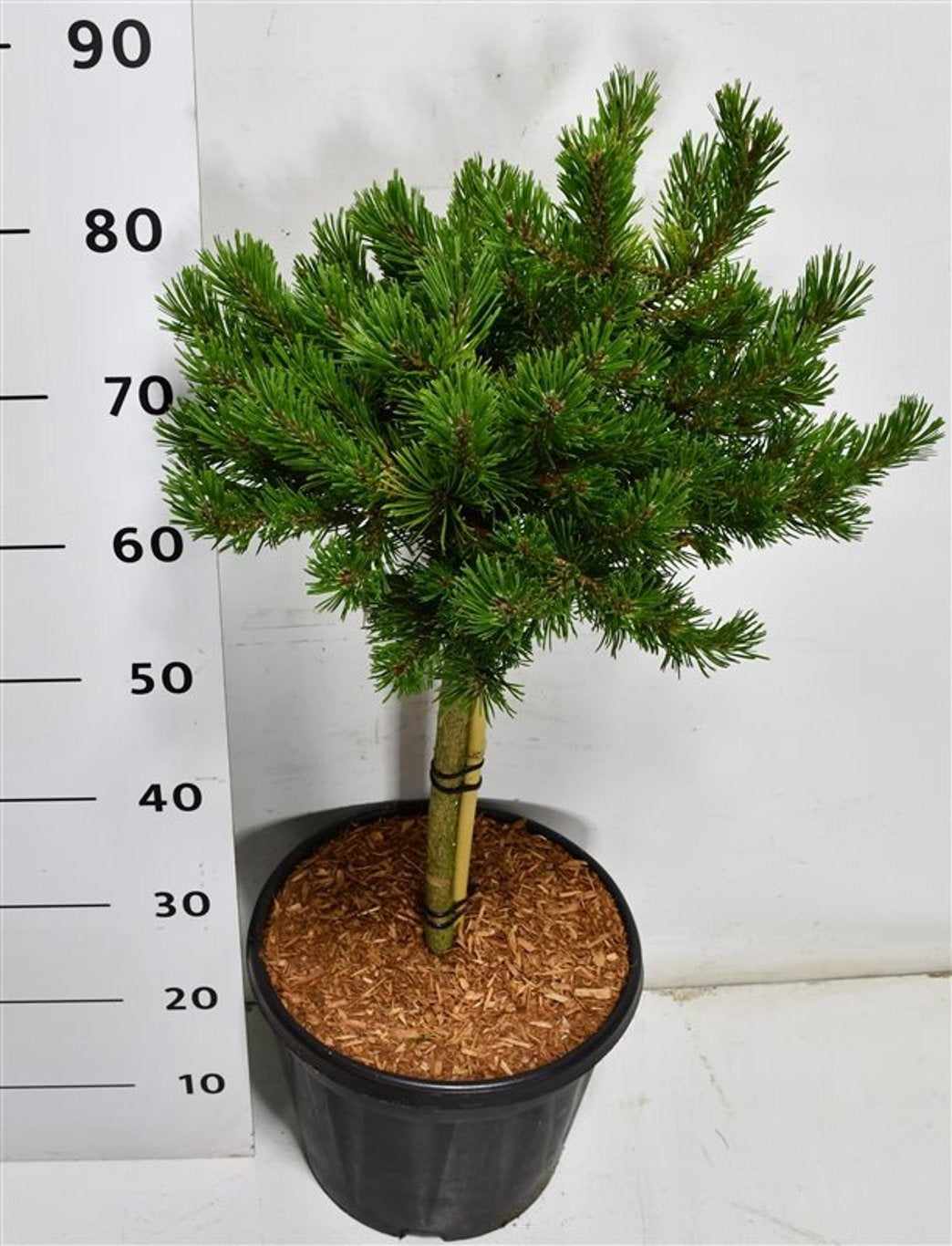 Pinus thunbergii 90cm 32cm Pot