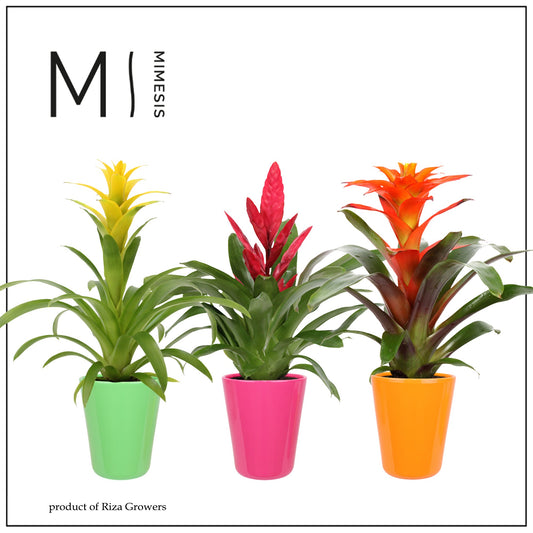 Bromelia mix in Florence pot 45cm 12cm Pot