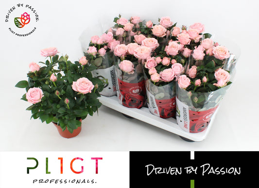 Rosa Infinity Princess 30cm 14cm Pot