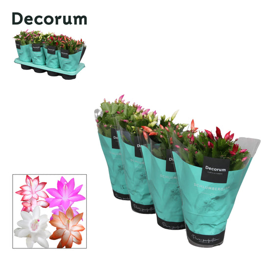 Schlumbergera mix 27cm 13cm Pot