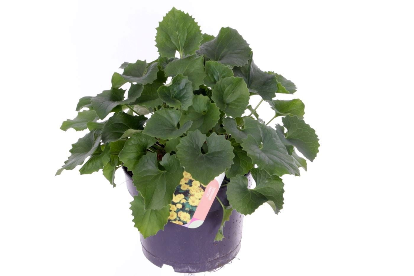 Doronicum orientalis 45cm 17cm Pot